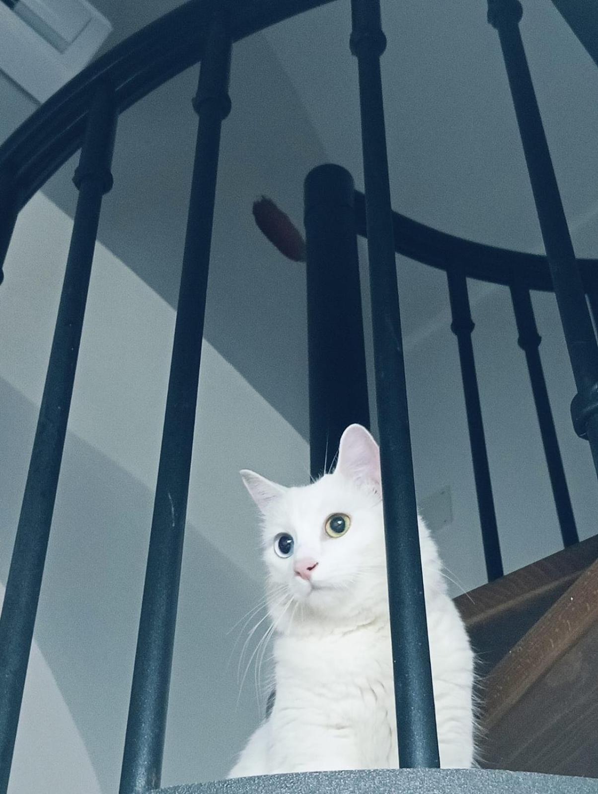 Villa The White Cat Nápoles Exterior foto