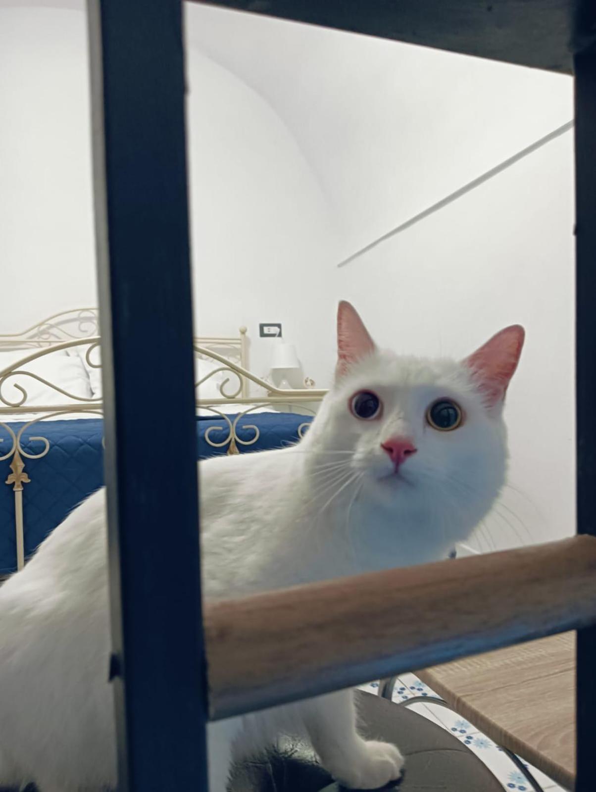 Villa The White Cat Nápoles Exterior foto
